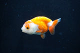 Baby Ranchu  Red White 2.5 Inch (ID#404R9c-30) Free2Day SHIPPING