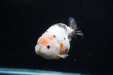 Milk Cow Ranchu  Calico 4.5 Inch (ID#214R10c-78) Free2Day SHIPPING