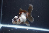 Juvenile Thai Oranda  Panda 3.5 Inch (ID#1105To13b-70) Free2Day SHIPPING