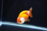 Baby Ranchu  Red White 2.5 Inch (ID#404R9c-30) Free2Day SHIPPING