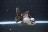 Juvenile Thai Oranda  Panda 3.5 Inch (ID#1105To13b-70) Free2Day SHIPPING