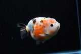 Milk Cow Ranchu  Calico 4.5 Inch (ID#214R10c-78) Free2Day SHIPPING