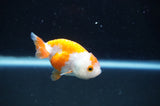 Baby Ranchu  Red White 2.5 Inch (ID#404R9c-30) Free2Day SHIPPING