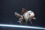 Juvenile Thai Oranda  Panda 3.5 Inch (ID#1105To13b-70) Free2Day SHIPPING