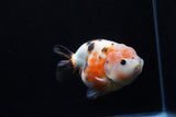 Milk Cow Ranchu  Calico 4.5 Inch (ID#214R10c-78) Free2Day SHIPPING