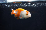 Baby Ranchu  Red White 2.5 Inch (ID#404R9c-30) Free2Day SHIPPING