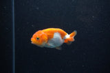 2Pack Ranchu   2 Inch (ID#221RPTD-8) Free2Day SHIPPING