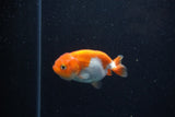 2Pack Ranchu   2 Inch (ID#221RPTD-8) Free2Day SHIPPING