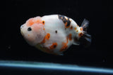 Milk Cow Ranchu  Calico 4.5 Inch (ID#214R10c-78) Free2Day SHIPPING