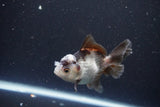 Juvenile Thai Oranda  Panda 3.5 Inch (ID#1105To13b-70) Free2Day SHIPPING