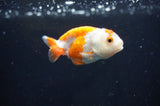 Baby Ranchu  Red White 2.5 Inch (ID#404R9c-30) Free2Day SHIPPING