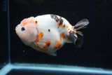Milk Cow Ranchu  Calico 4.5 Inch (ID#214R10c-78) Free2Day SHIPPING