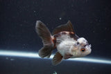 Juvenile Thai Oranda  Panda 3.5 Inch (ID#1105To13b-70) Free2Day SHIPPING