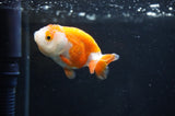 Baby Ranchu  Red White 2.5 Inch (ID#404R9c-30) Free2Day SHIPPING