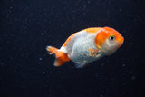 2Pack Ranchu   2 Inch (ID#221RPTD-8) Free2Day SHIPPING