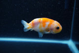 2Pack Ranchu   2 Inch (ID#221RPTD-8) Free2Day SHIPPING