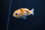 2Pack Ranchu   2 Inch (ID#221RPTD-8) Free2Day SHIPPING