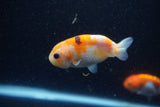 2Pack Ranchu   2 Inch (ID#221RPTD-8) Free2Day SHIPPING