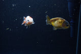 2Pack Ranchu   2 Inch (ID#221RPTD-9) Free2Day SHIPPING