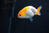 Baby Ranchu  Red White 2.5 Inch (ID#408R9c-17) Free2Day SHIPPING