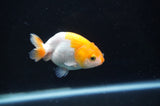 Baby Ranchu  Red White 2.5 Inch (ID#408R9c-17) Free2Day SHIPPING