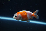2Pack Ranchu   2 Inch (ID#221RPTD-9) Free2Day SHIPPING