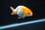 Baby Ranchu  Red White 2.5 Inch (ID#408R9c-17) Free2Day SHIPPING