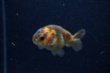 2Pack Ranchu   2 Inch (ID#221RPTD-9) Free2Day SHIPPING