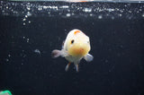 Baby Ranchu  Calico 3 Inch (ID#408R9c-18) Free2Day SHIPPING