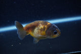 2Pack Ranchu   2 Inch (ID#221RPTD-9) Free2Day SHIPPING