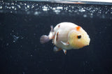 Baby Ranchu  Calico 3 Inch (ID#408R9c-18) Free2Day SHIPPING