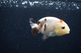 Baby Ranchu  Calico 3 Inch (ID#408R9c-18) Free2Day SHIPPING