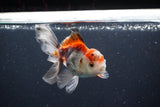 Juvenile Thai Oranda  Tricolor 4 Inch (ID#1105To13b-72) Free2Day SHIPPING