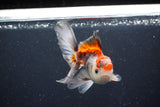 Juvenile Thai Oranda  Tricolor 4 Inch (ID#1105To13b-72) Free2Day SHIPPING