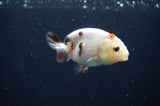 Baby Ranchu  Calico 3 Inch (ID#408R9c-18) Free2Day SHIPPING