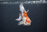 Juvenile Thai Oranda  Tricolor 4 Inch (ID#1105To13b-72) Free2Day SHIPPING