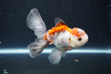 Juvenile Thai Oranda  Tricolor 4 Inch (ID#1105To13b-72) Free2Day SHIPPING