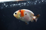 Baby Ranchu  Calico 3 Inch (ID#408R9c-18) Free2Day SHIPPING