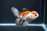 Juvenile Thai Oranda  Tricolor 4 Inch (ID#1105To13b-72) Free2Day SHIPPING