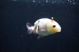 Baby Ranchu  Calico 3 Inch (ID#408R9c-18) Free2Day SHIPPING
