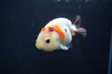 Baby Ranchu  Calico 3 Inch (ID#408R9c-18) Free2Day SHIPPING