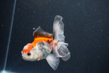 Juvenile Thai Oranda  Tricolor 4 Inch (ID#1105To13b-72) Free2Day SHIPPING