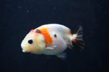 Baby Ranchu  Calico 3 Inch (ID#408R9c-18) Free2Day SHIPPING