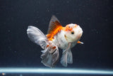 Juvenile Thai Oranda  Tricolor 4 Inch (ID#1105To13b-72) Free2Day SHIPPING