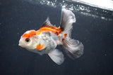 Juvenile Thai Oranda  Tricolor 4 Inch (ID#1105To13b-72) Free2Day SHIPPING