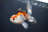 Juvenile Thai Oranda  Tricolor 4 Inch (ID#1105To13b-72) Free2Day SHIPPING