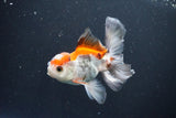 Juvenile Thai Oranda  Tricolor 4 Inch (ID#1105To13b-72) Free2Day SHIPPING