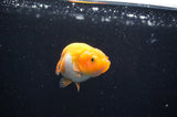 Baby Ranchu  Red White 3 Inch (ID#408R9c-19) Free2Day SHIPPING
