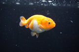 Baby Ranchu  Red White 3 Inch (ID#408R9c-19) Free2Day SHIPPING