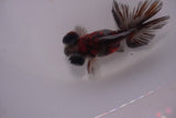 Butterfly  Calico 3.5 Inch (ID#1213B8b-48) Free2Day SHIPPING